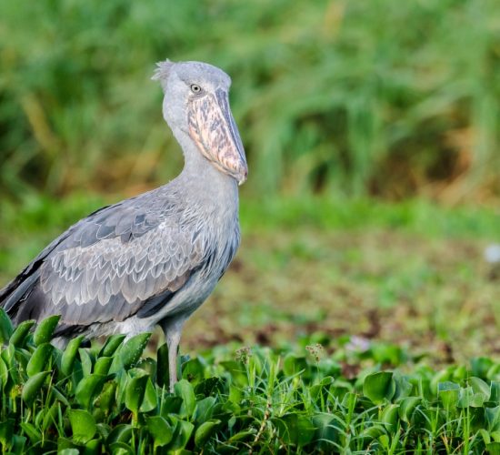 The-shy-and-elusive-shoebill-finds-a-home-in-the-wetlands-of-Akagera-one-of-its-last-remaining-territories