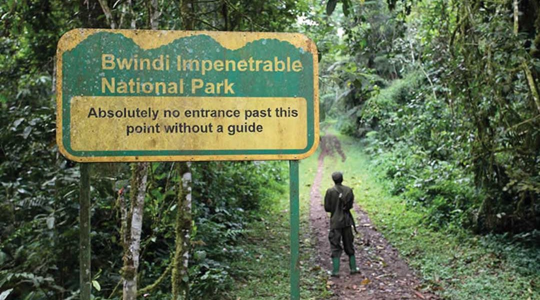 Uganda-Bwindi-National-Park