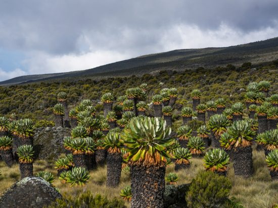 Vegetation Mt Kilimanjaro