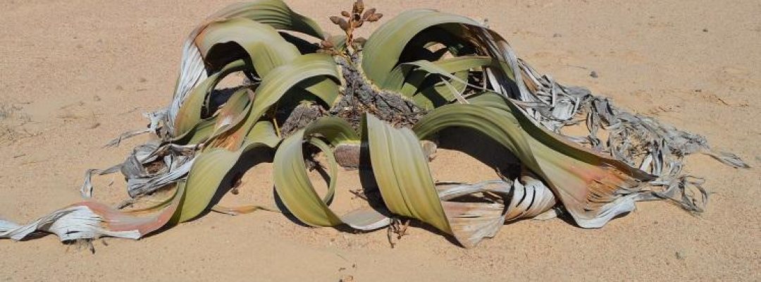 Welwitschia-Photo