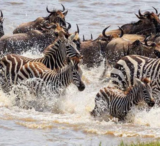 Wildebeest-Migration-River-Crossing