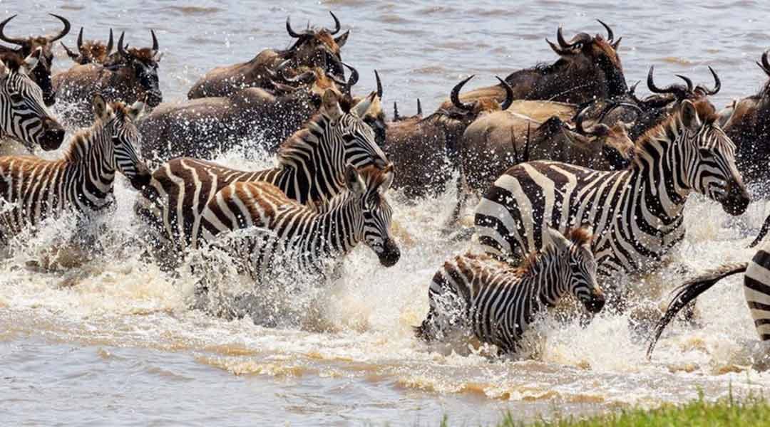 Wildebeest-Migration-River-Crossing