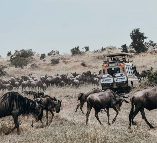 African Safari Travel Blog.