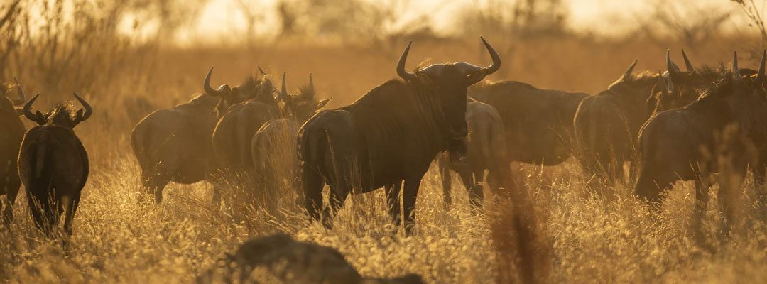 one Of Reason to visit Tanzania