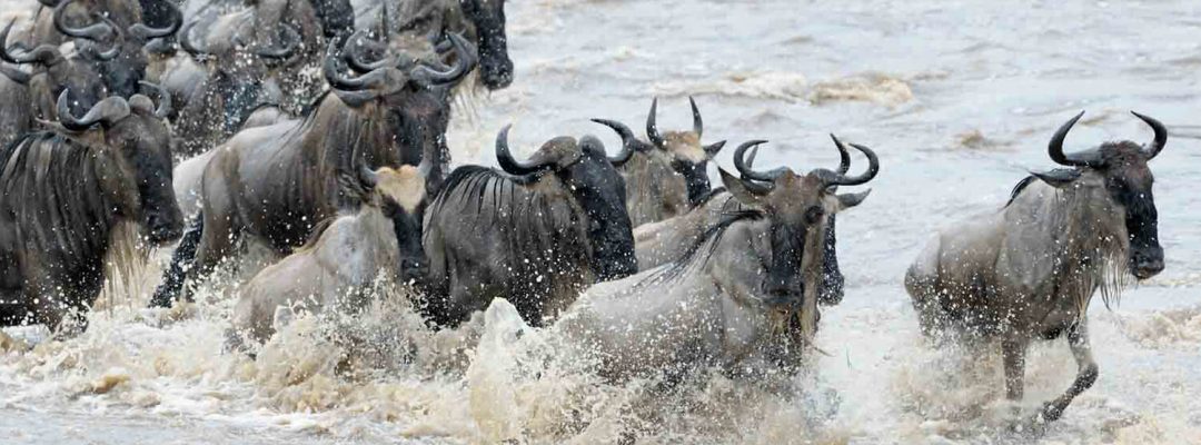 Wildebeest Migration