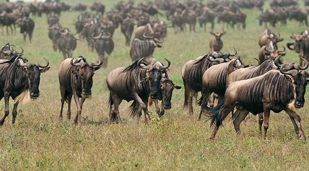 Wildebeest-at-Ndutu-Area