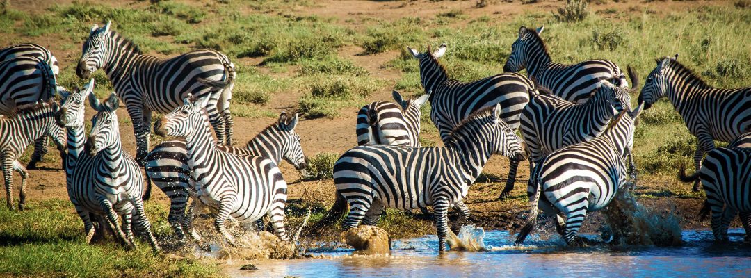 Zebras Ambosel