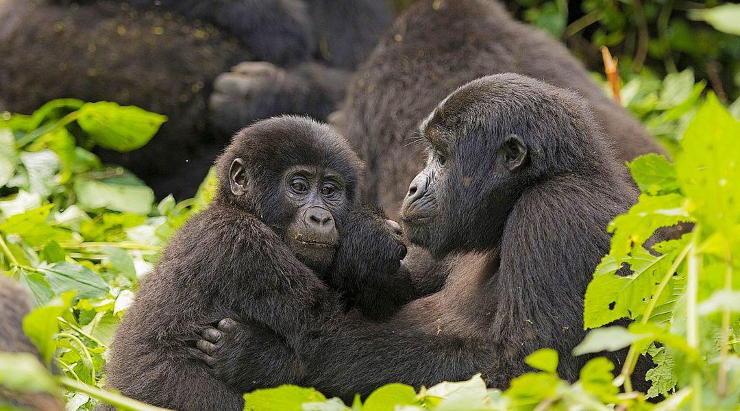 bwindi-impenetrable-national-park-destinations-uganda-maasai-wanderings-africa-mother-child-gorilla