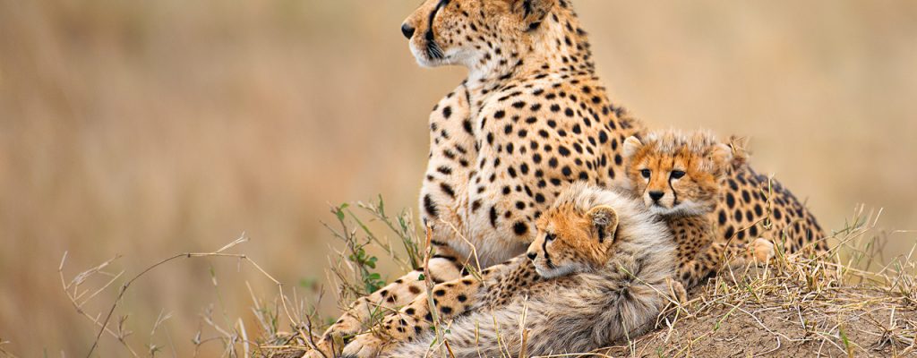 cheetah with cubs in serengeti