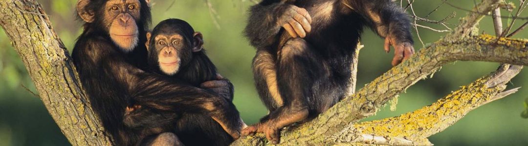 chimps-of-Bwindi-National-Park.jpg