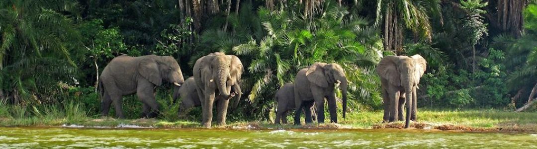 elephants-on-rubondo-island-lake-victoria.jpg