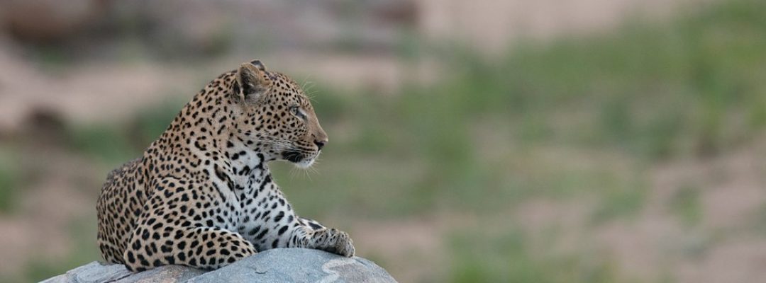 female-leopard-on-rock