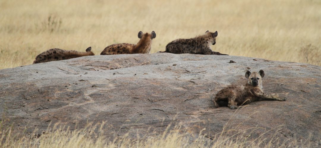 hyaenas in serengeti