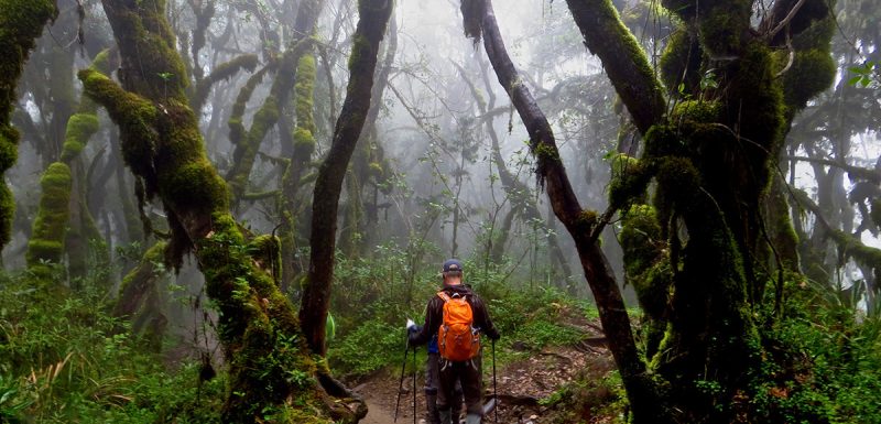 kilimanjaro-rainforest_hike