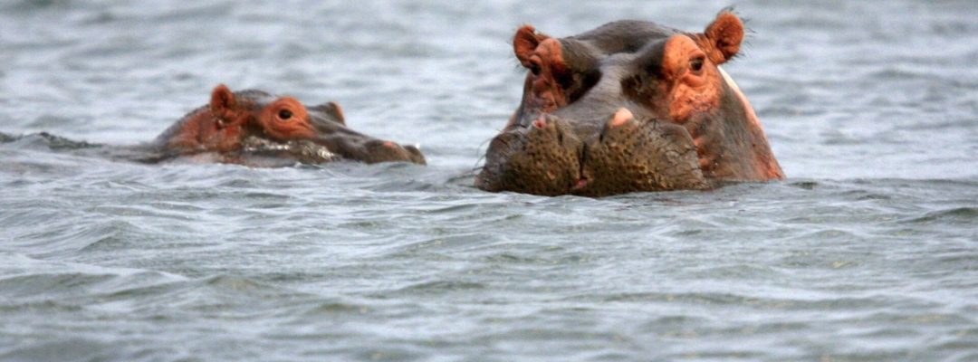 ISHANGO, CONGO - JULY 19:  Hippos surface while fishing on Lake Edward July 19, 2006 at Ishango in the Virunga National Park in eastern Democratic Republic of Congo. International and Congolese military instructors have trained more than 500 park rangers in the last year to fight poachers who have ravished eastern Congo's wildlife population in recentl years, taking advantage of the chaos caused by war.  (Photo by John Moore/Getty Images)