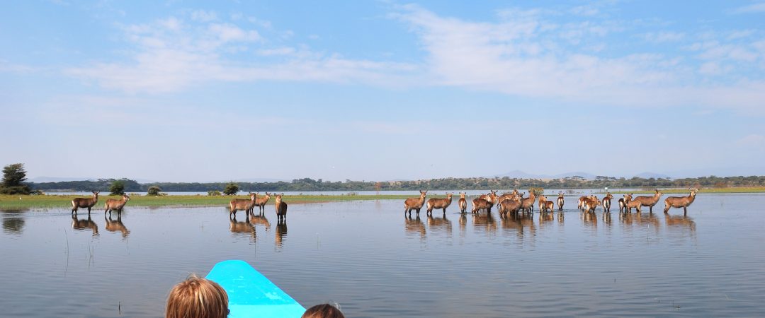 Tourists in a boat on the Naivasha Lake and antelopes