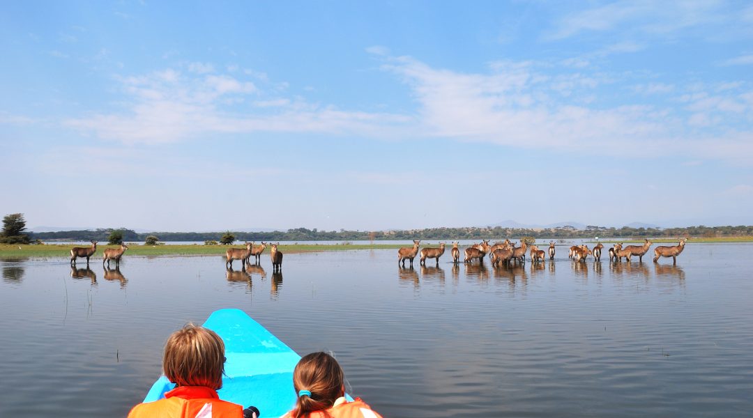 Tourists in a boat on the Naivasha Lake and antelopes
