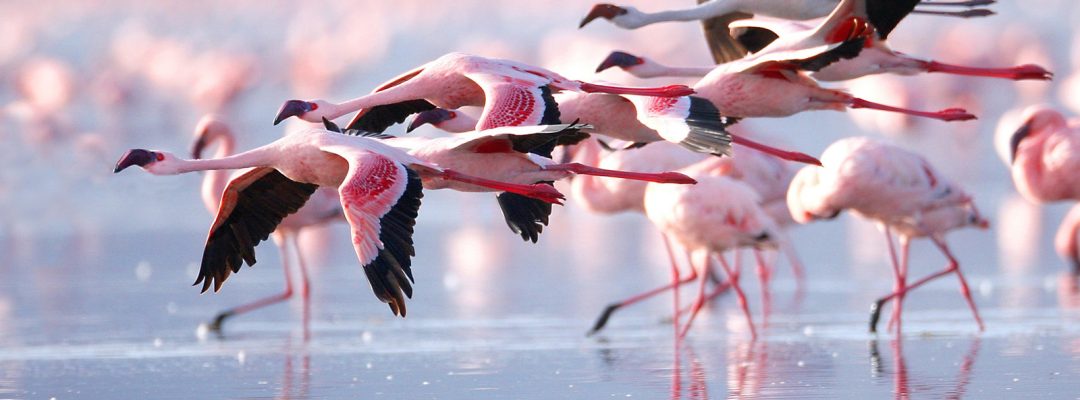 lake nakuru flamingos