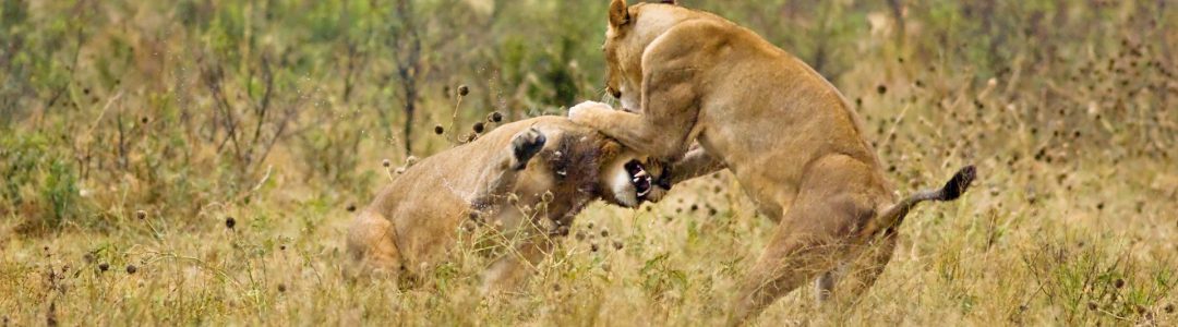 lions-fighting.jpg