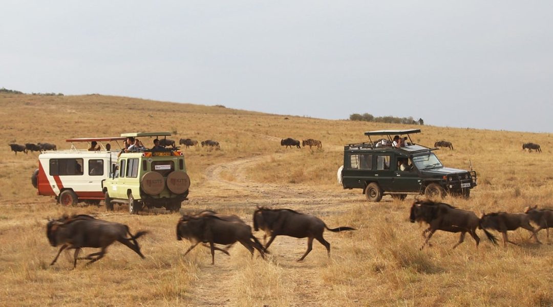 maasaimara-greatmigration-gnu-wildebeest-savannah-kenya- (2)