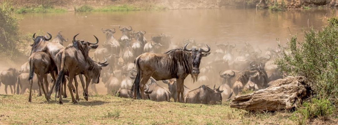 mara river crossing (2)