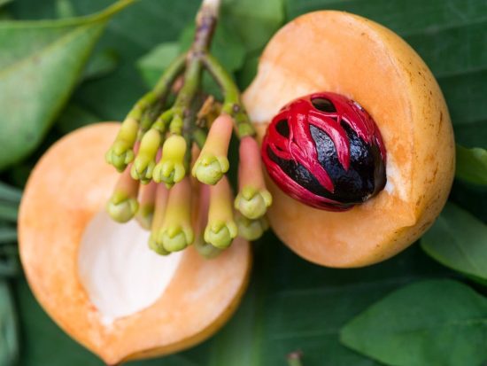 nutmeg and mace two spices fromthe same fruit