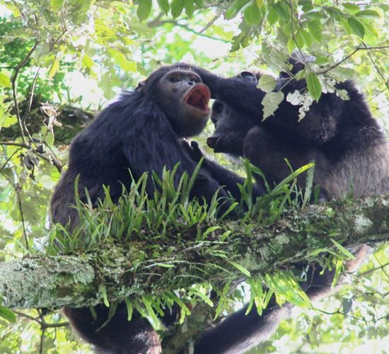 nyungwe-rwanda-chimps