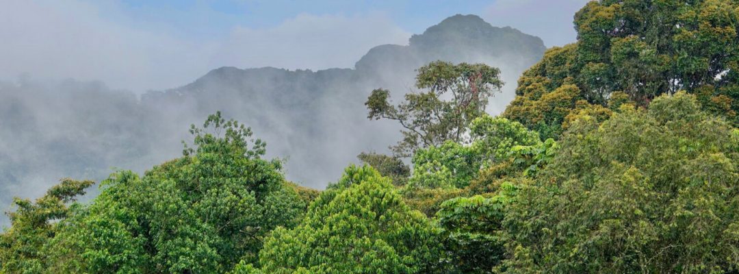 nyungwe_forest_1