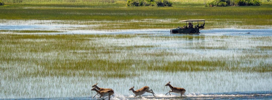 okavango delta