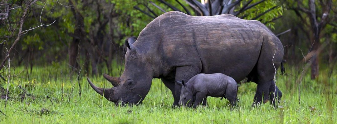 pilaneberg Rhino