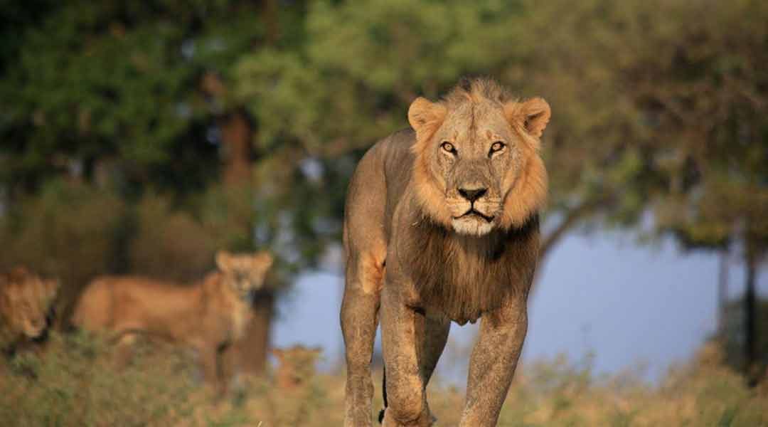 ull-Grown-Lion-Cub-at-Serengeti-POssing-or-a-Picture