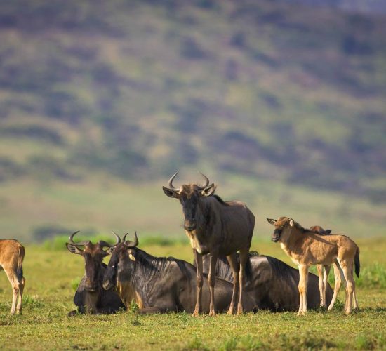 wildebeest calving