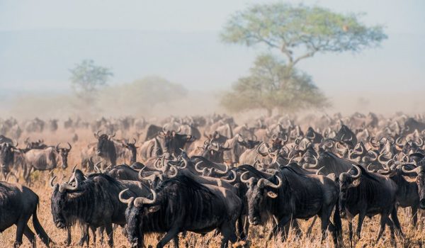 wildebeest-migration] (2)