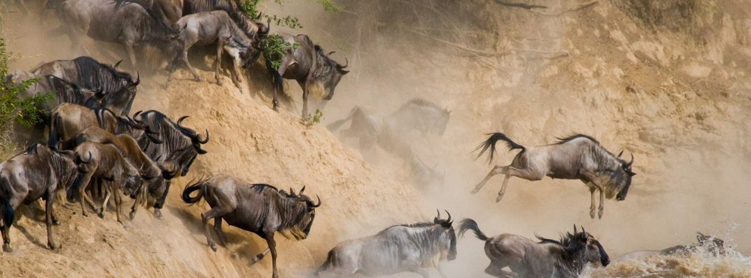 wildebeests-crossing-mara-river-serengeti-national-park-1920x1080