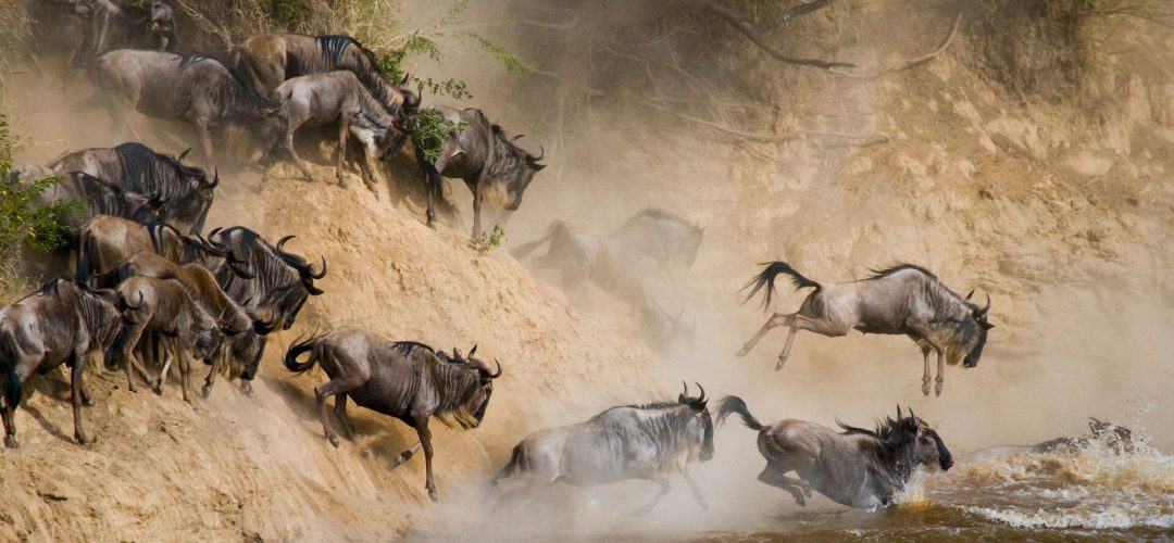 wildebeests-crossing-mara-river-serengeti-national-park-1920x1080